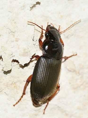 Pseudoophonus rufipes